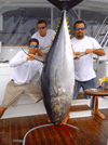 costa rica large tuna