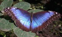 morphp buterfly