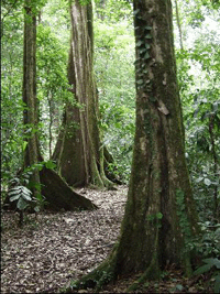 Alajuela Rainforest