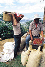 costa rica coffee worker
