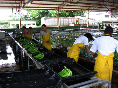 Costa Rica Banana harvest