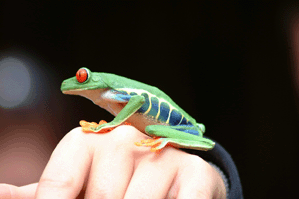 Frog of Limon Province, Costa Rica