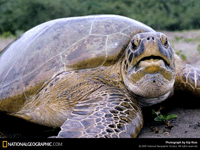 Leatherback Turtle