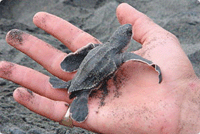 Costa Rica baby turtle